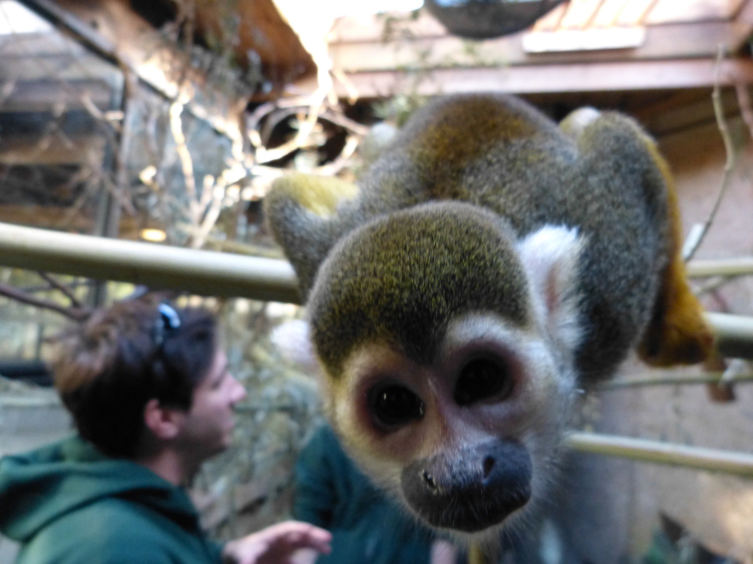 Tripp York With Jeeves The Squirrel Monkey Sarx