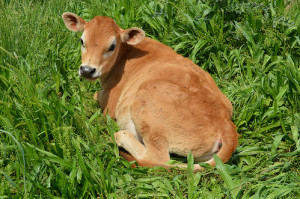 Calf in Grass - Small