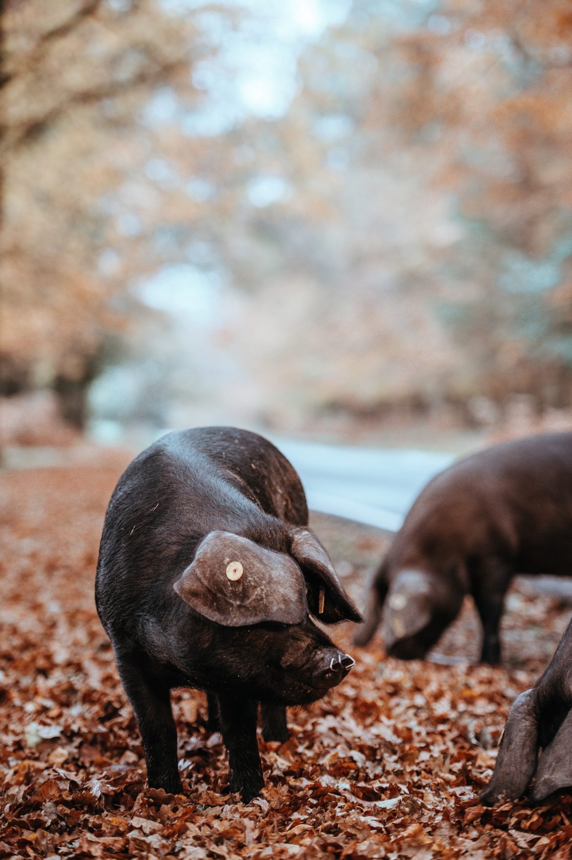 Pigs in leaves Sarx