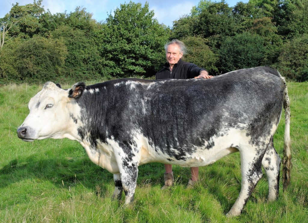 Jay Wilde and Cow