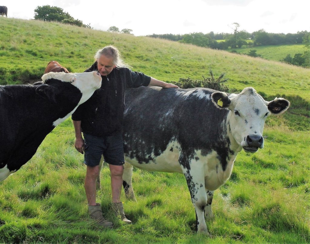 Jay Wilde and Cows