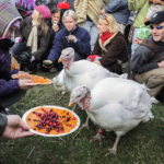 Turkeys at animal sanctuary WeAnimals Media