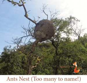 Ants nest (too many to name)