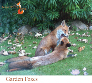 Garden Foxes