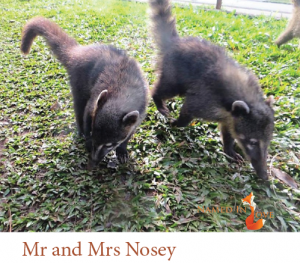 Mr and Mrs Nosey