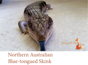 Northern Australian blue-tongued skink 