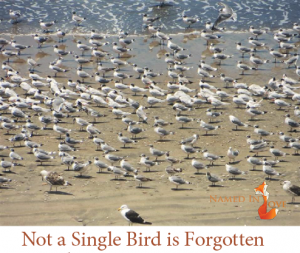 Not a single bird is forgotten 