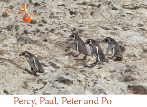 Percy, Paul, peter and Po 