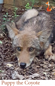 Puppy the Coyote 